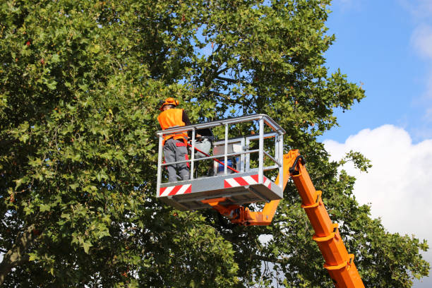 Best Tree Disease Treatment  in Rapid City, MI